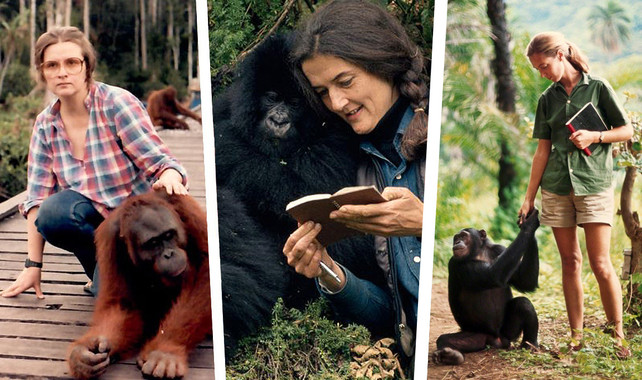 Biruté Galdikas, Dian Fossey y Jane Goodall, de izquierda a derecha. / SINC.